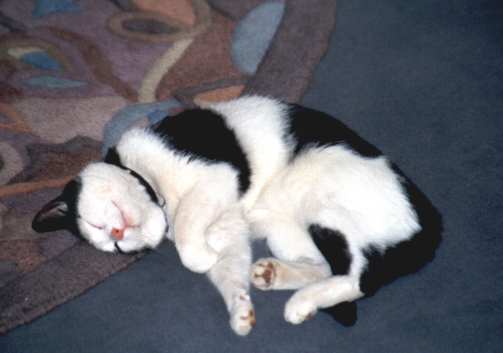 Der Schlaf der Gerechten